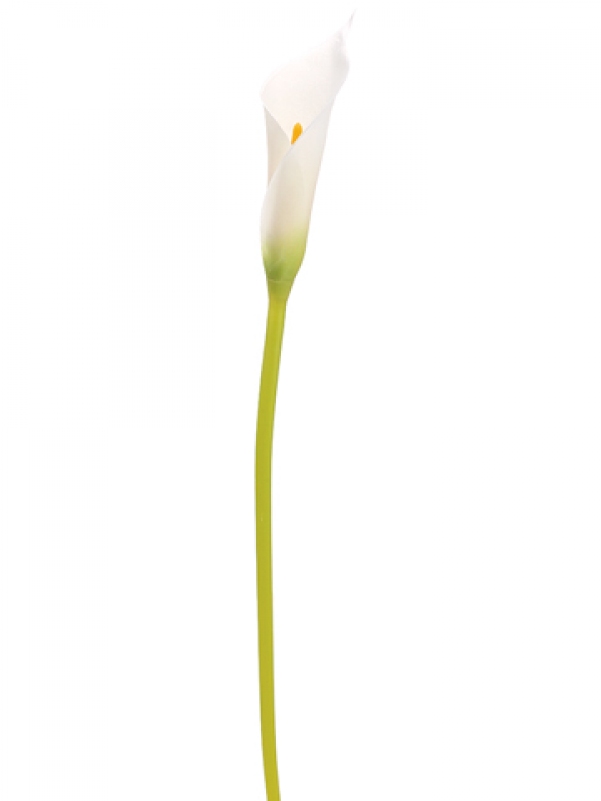 28" Single Calla Lily Bud Spray White - Inch (800x800), Png Download
