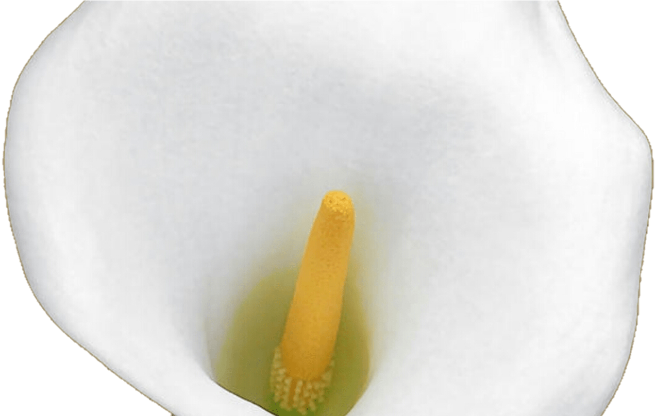White Calla Lily By Jeanicebartzen27 On Deviantart - Calla Lily (1368x855), Png Download