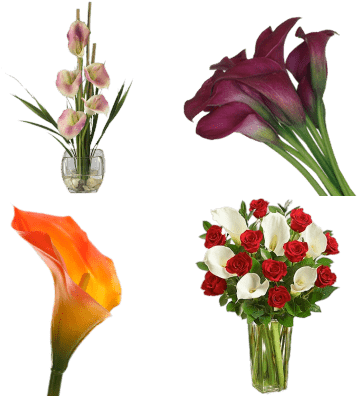 Flowers: Red Rose & Calla Lily Bouquet (400x400), Png Download