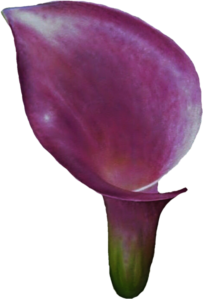 Clipart Calla Lily Flower - Calla Lily (772x1036), Png Download