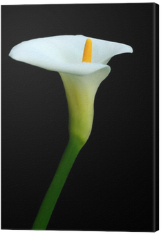 Arum (400x400), Png Download