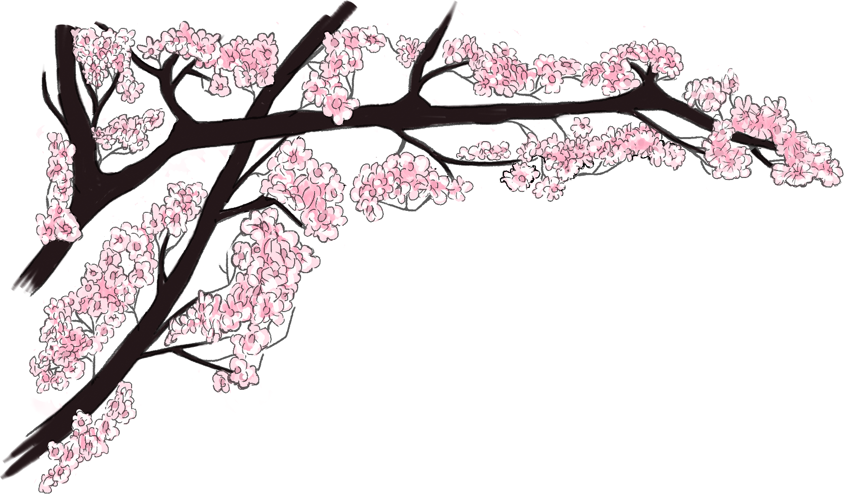 Bg Vetka 1 - Cherry Blossom (1705x991), Png Download