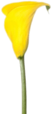 Yellow Calla Lily - Mini Yellow Calla Lilies (400x400), Png Download