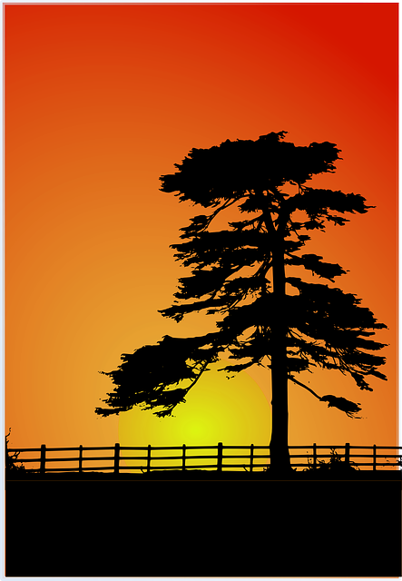 Cedar, Cedar Tree, Fence, Red, Shadow - House Behind The Cedars [book] (443x640), Png Download