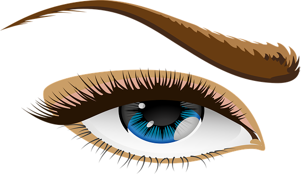 Eye Blue Eyes Eyelid Iris Eyebrows Brows S - Human Eye Clip Art (588x340), Png Download