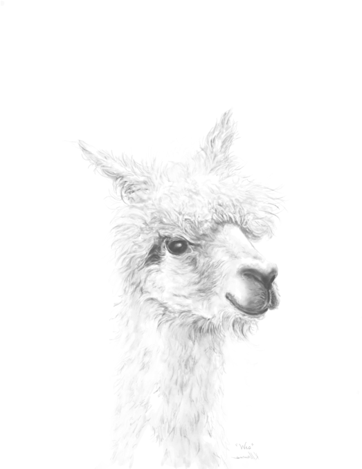 Bleed Area May Not Be Visible - Duvet (525x700), Png Download