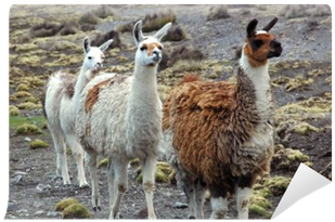 South America (400x400), Png Download