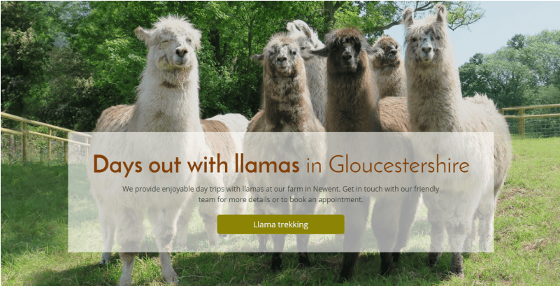 Llama (800x800), Png Download