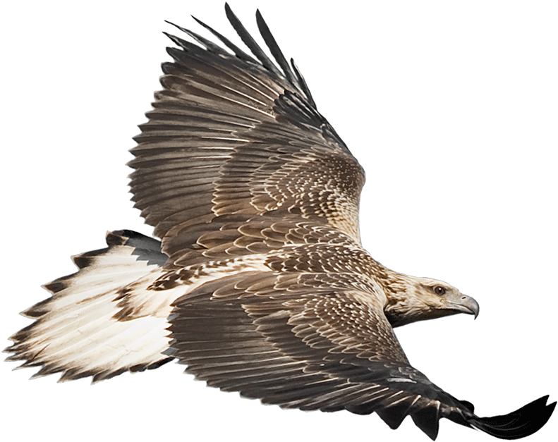 Eaglecam Logo - Australian Sea Eagle Png (800x663), Png Download