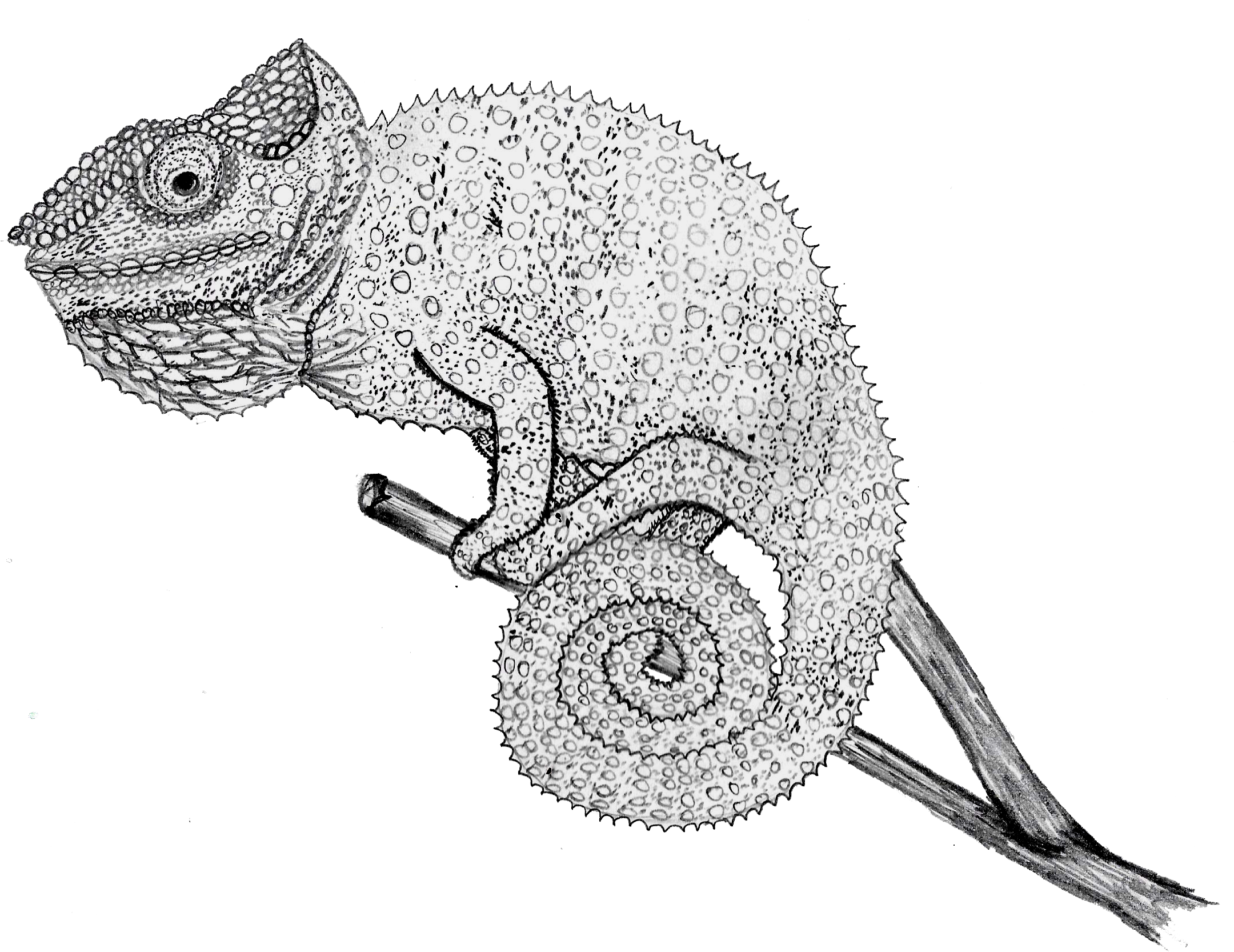 Chameleon Drawing (2181x1702), Png Download