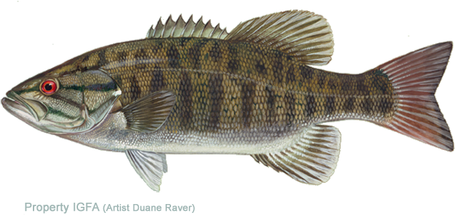 Centrarchidae Family - Smallmouth Bass (720x346), Png Download