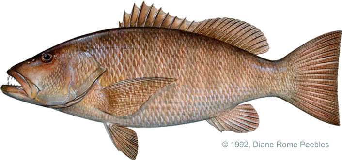 Snapper, Pacific Cubera - Cubera Snapper (720x342), Png Download