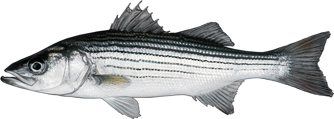 Http - //www - Fishbuoy - Com/images/images/fish Species - Striped Bass (1200x433), Png Download