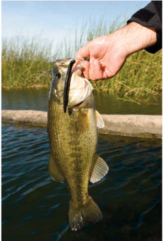 Largemouth Bass Are Intelligent Predators Not Foolish - Worm (800x485), Png Download