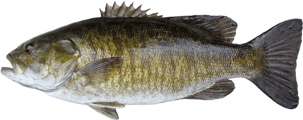 Smallmouth Bass Smallmouth Bass Travel Manitoba - Silver Perch Murray River (600x281), Png Download