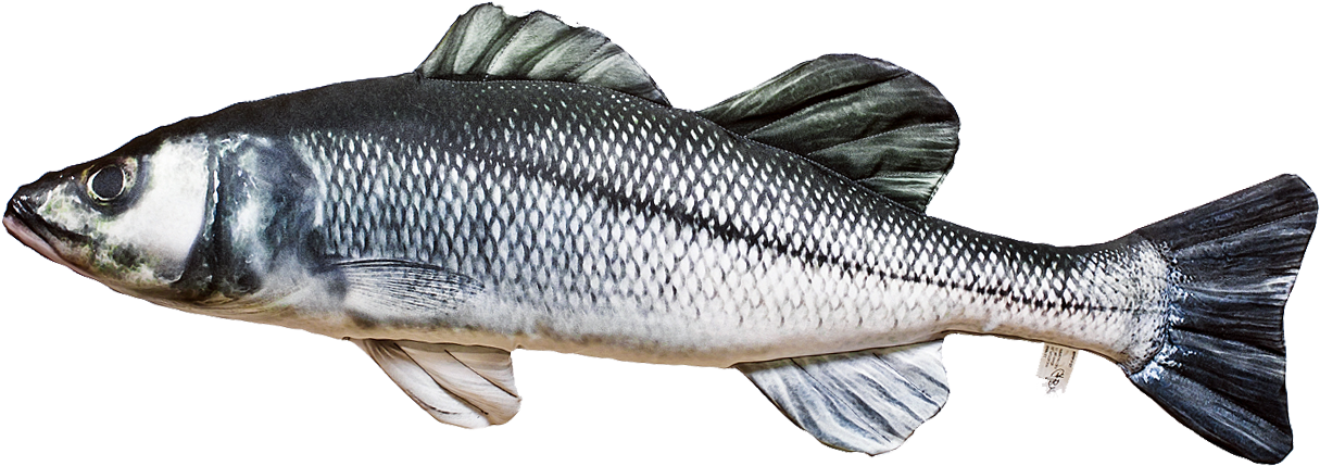 Sea Bass Often Form Shoals When Hunting And Adult Specimens - Gaby Soft Fish Pillow - Seabass (1250x530), Png Download