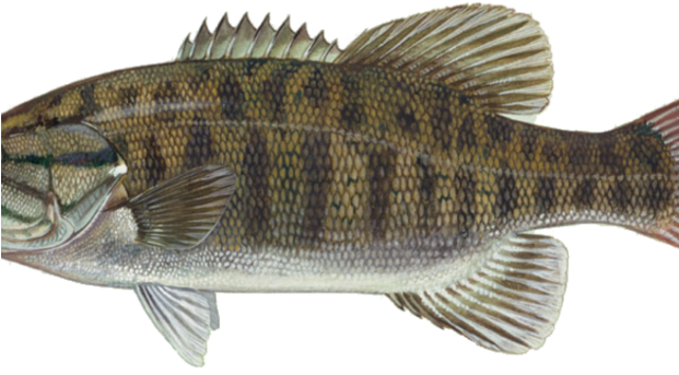 Smallmouth Bass Were Too Small To Catchbut Angler Got - Small Mouth Bass Eyes (620x350), Png Download