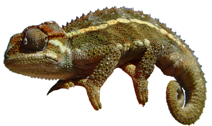 Go To Image - Chameleon Png (900x655), Png Download