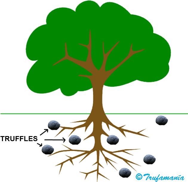 Trufamania Faq Truffles Tuber Melanosporum - Tree Clip Art (640x613), Png Download