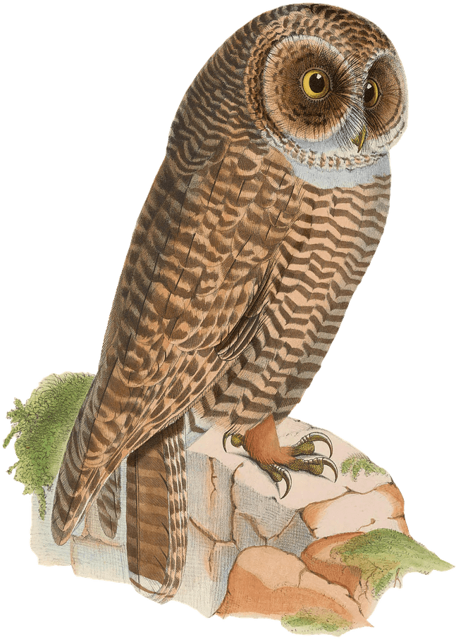 Owl Resting On Rock Drawing Png - Animales Vintage Png (892x1280), Png Download
