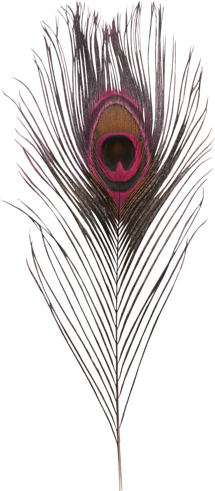 Фото, Автор Inshv На Яндекс - Bach: Orchestral Suites / Martin Pearlman, Boston Baroque (701x1600), Png Download