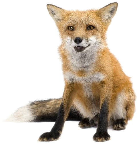 Red Fox Transparent Images - Zorro En Fondo Blanco (600x600), Png Download
