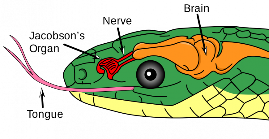 Svg Transparent Why Do Snakes Have Forked Tongues The - Jacobsonsche Organ (870x449), Png Download