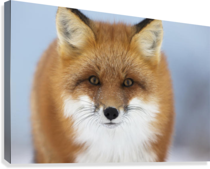 Red Fox Staring At The Camera - Photograph Red Fox Head (428x344), Png Download