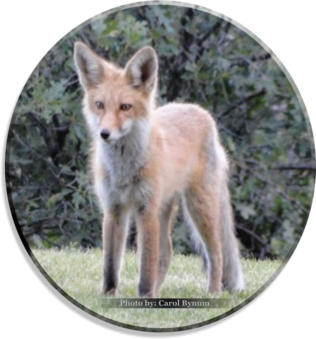 Logotype Photo By - Logo (1040x1112), Png Download