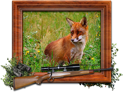 Vulpes Vulpes (500x425), Png Download