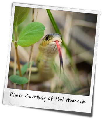 Garter Snake With Tongue Sticking Out - Manitoba (350x409), Png Download