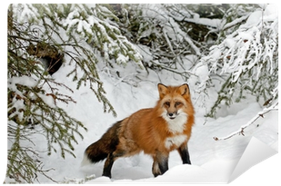 Lernwerkstatt Tiere Im Winter: Kurztexte, Aufgaben, (400x400), Png Download