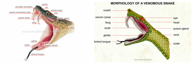 Milk Snake Comparisons Between Humans - Respiration In Snakes (938x245), Png Download