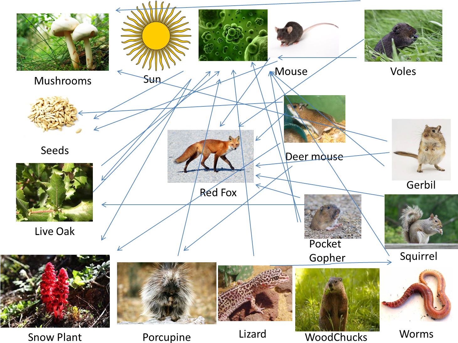 Food Web - - Sierra Nevada Red Fox Food Web (1459x1122), Png Download