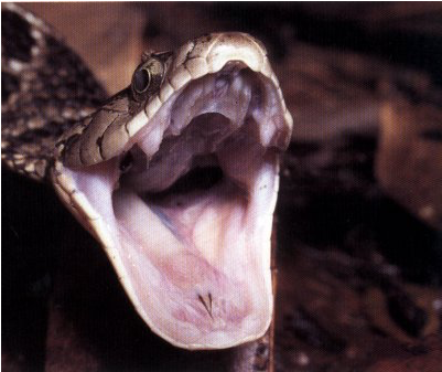 Brown Tree Snake Are Really Dangerous And Venom Is - Amphibians And Reptiles Of Costa Rica: A Herpetofauna (984x470), Png Download