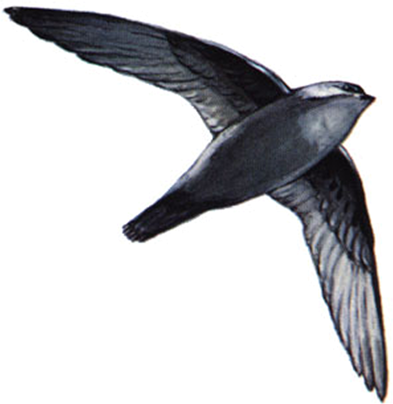 Chimney Swifts Appear In Connecticut Skies In Late - Male Chimney Sweep Bird (771x792), Png Download