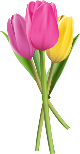 11 [átalakított] - Tulipa Png (261x500), Png Download