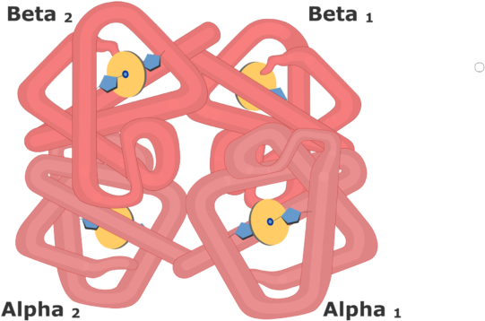 Expanded View Of The Hemoglobin Molecule - Hemoglobin And Myoglobin (770x550), Png Download