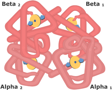Hemoglobin Molecule With Its Alpha And Beta Subunits - Hemoglobin And Myoglobin (550x550), Png Download