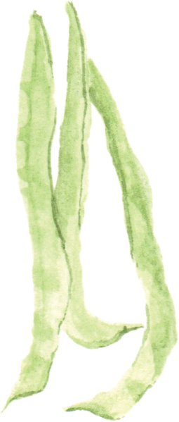File - 四季豆greenbean - Wikimedia Commons (255x599), Png Download
