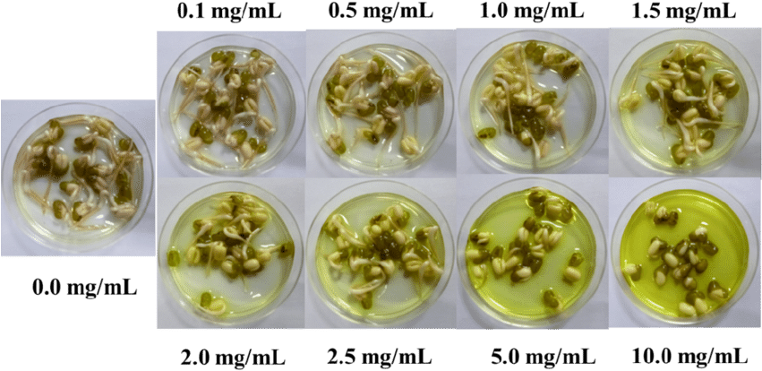 S12 Growth Of Green Beans After 48 H At Different Concentration - Mung Bean (850x442), Png Download