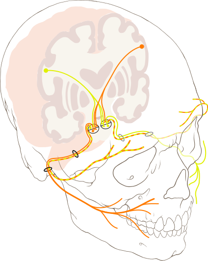 Bell 204 Picture - Facial Nerve (424x532), Png Download