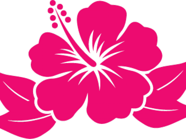Hibiscus Flower Cartoon (640x480), Png Download