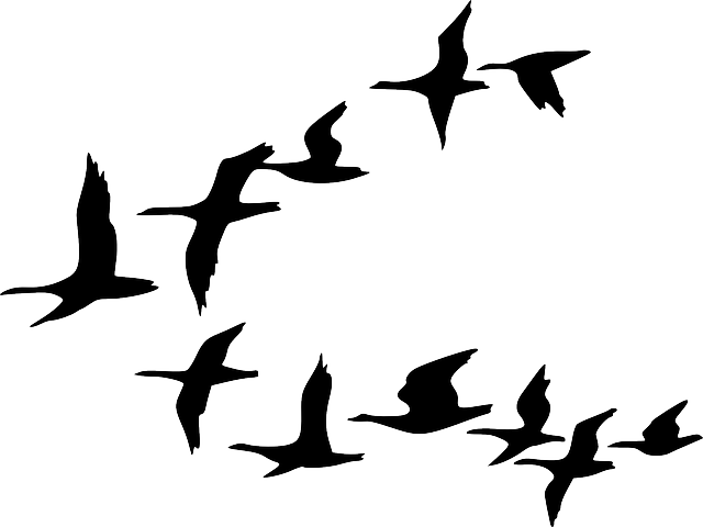 Black, Outline, Canada, Drawing, Silhouette, White - Birds Flying Clip Art (640x480), Png Download