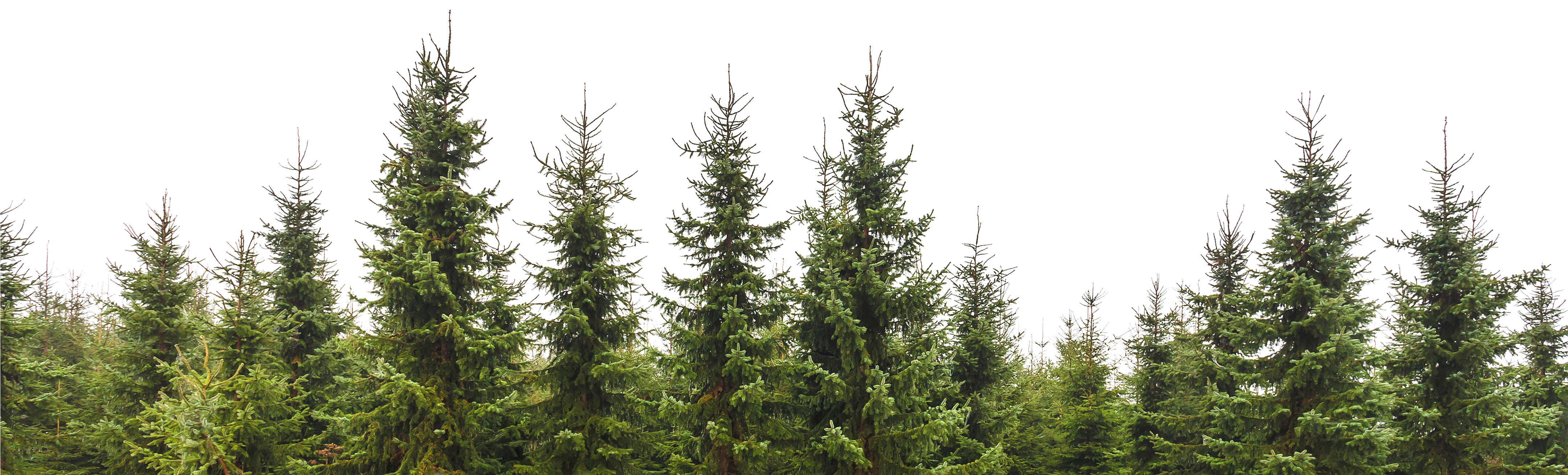 Alltrees Png 4322 215 2161 193 Rboles Pinterest Photoshop (4322x2161), Png Download