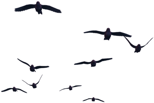 Flying Bird Png Image - Fly Bird Transparent Png (560x420), Png Download