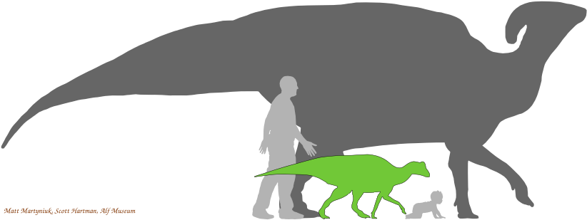 Silhouettes - Duck Billed Dinosaur Size (842x312), Png Download