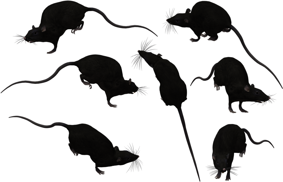 More Artists Like Coco Sealpoint Siamese Stock By Jsf1 - Rats Silhouette Transparent (1024x645), Png Download