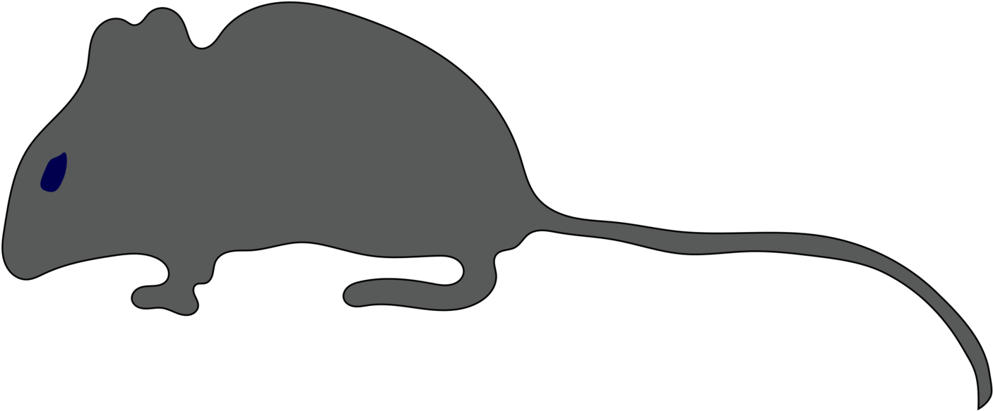 Rat Mouse Gerbil Rodent Cat - Clip Art (1550x750), Png Download