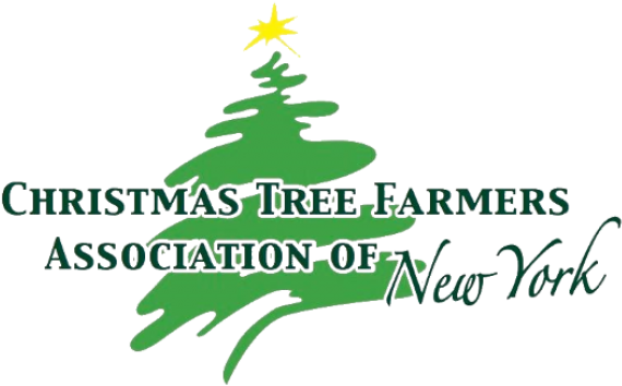 Visit Website - Christmas Tree (650x650), Png Download